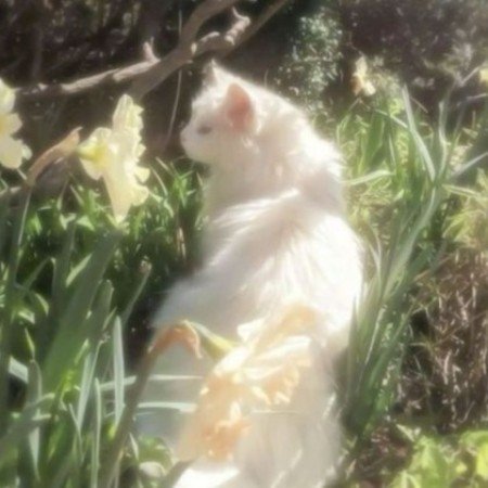  عکس پینترستی برای پروفایل