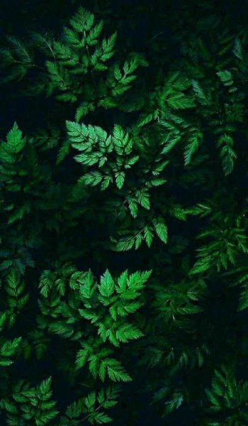  پروفایل پینترستی سبز