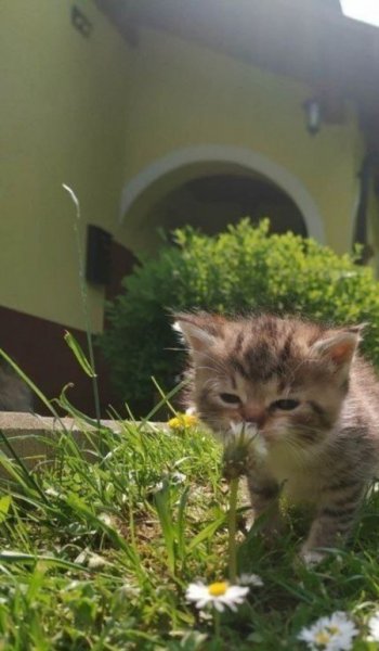  پروفایل پینترستی سبز