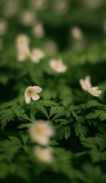  پروفایل پینترستی سبز