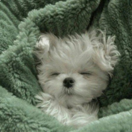  پروفایل سبز کیوت