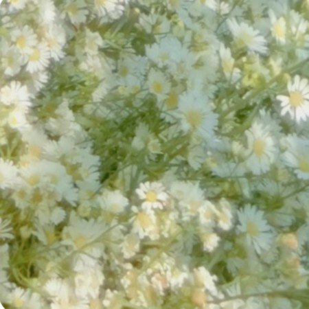  پروفایل سبز کیوت