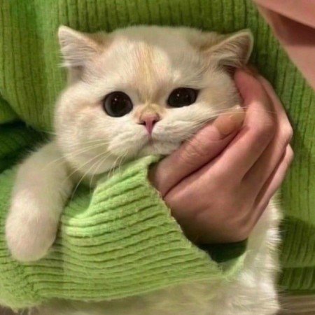  پروفایل سبز کیوت