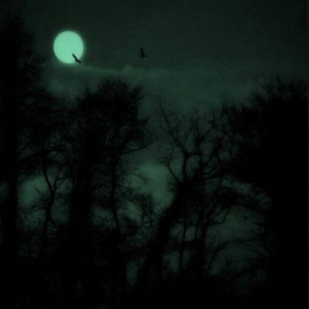  عکس پروفایل سبز شاخ