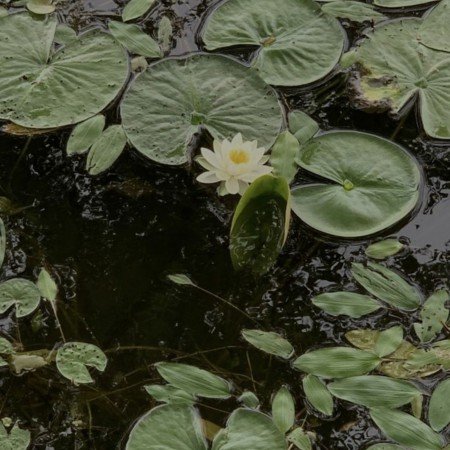  عکس سبز فانتزی