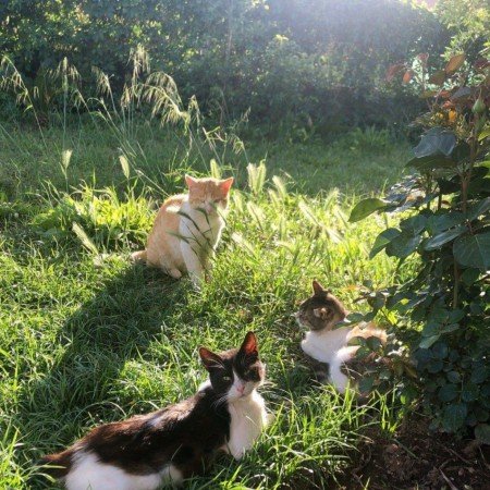  عکس سبز فانتزی