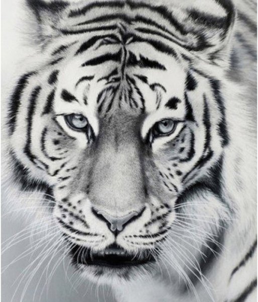  عکس چهره برای طراحی سیاه قلم ساده پسرانه