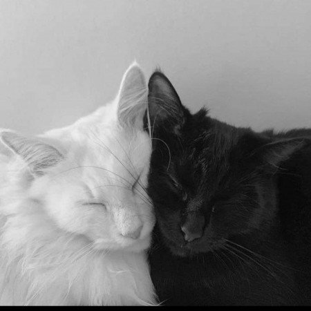  عکس های ترند شده