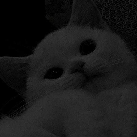  عکس های ترند شده