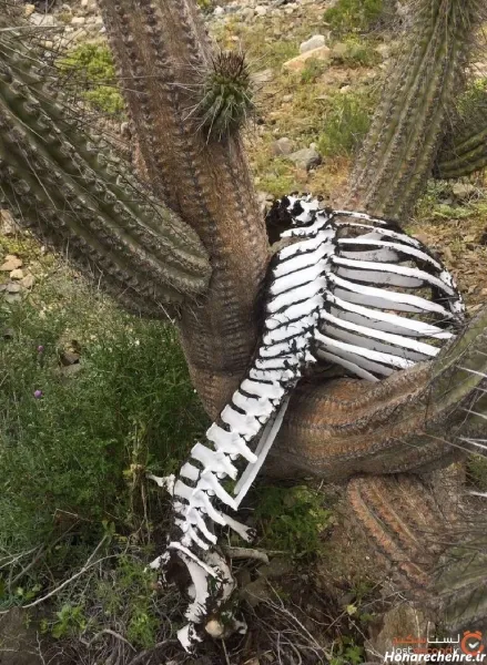  عکس اسکلت واقعی