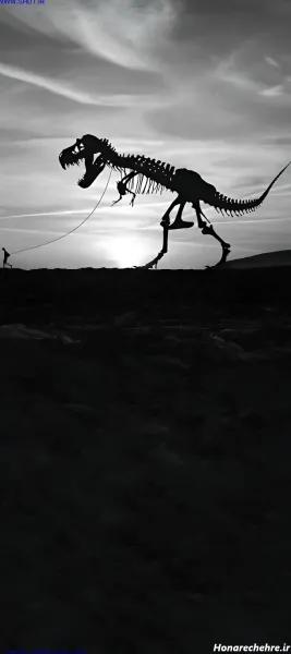  عکس اسکلت واقعی