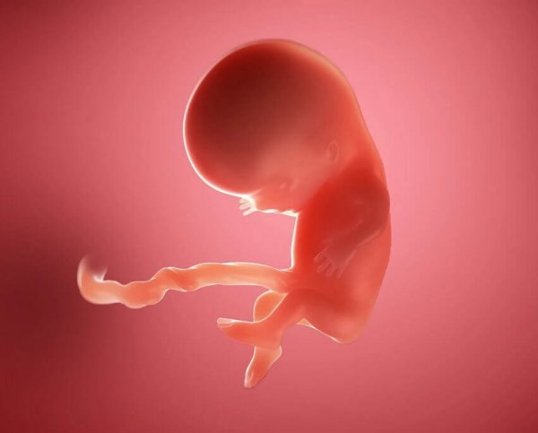  عکس سونوگرافی بارداری