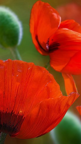  تصویر زمینه گوشی سامسونگ