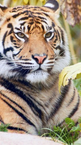  تصویر زمینه گوشی سامسونگ