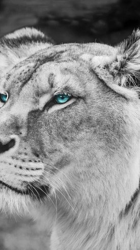  تصویر زمینه گوشی سامسونگ