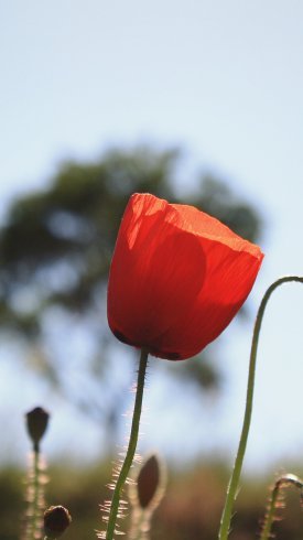  تصویر زمینه گوشی سامسونگ a21s