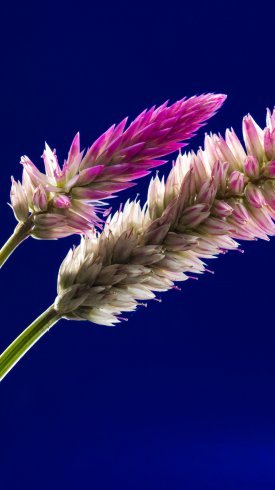  دانلود تصویر زمینه گوشی با کیفیت بالا