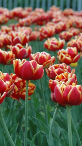  دانلود تصویر زمینه گوشی با کیفیت بالا