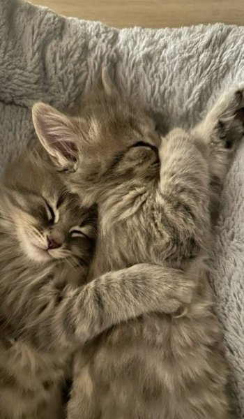  تصویر زمینه دخترانه کیوت