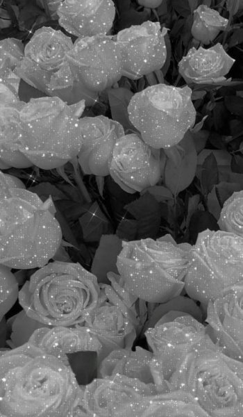  عکس های مشکی