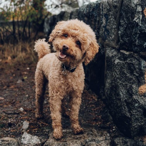  عکس حیوانات وحشی زیبا