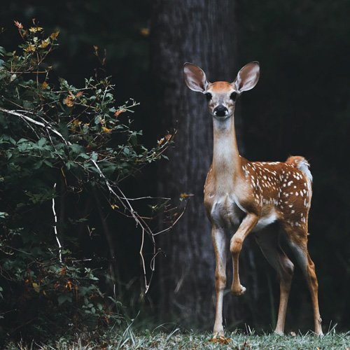  عکس حیوانات وحشی زیبا