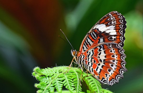  عکس حیوانات وحشی زیبا