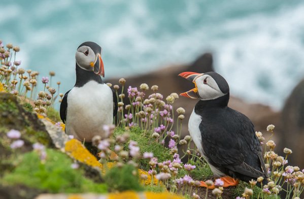  عکس حیوانات وحشی زیبا