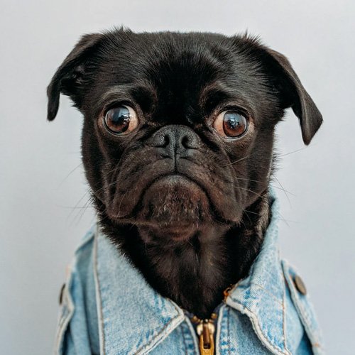  عکس حیوانات وحشی زیبا