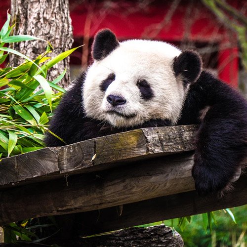  عکس حیوانات وحشی زیبا