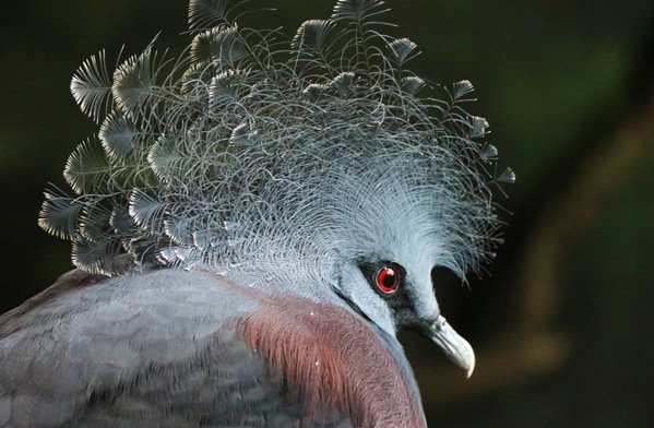  عکس حیوانات وحشی زیبا