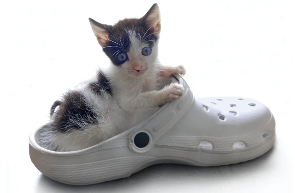  عکس حیوانات وحشی زیبا