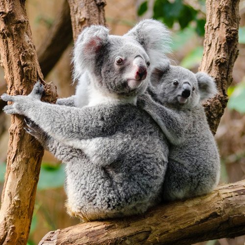  عکس حیوانات وحشی زیبا