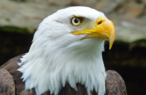  عکس حیوانات وحشی زیبا