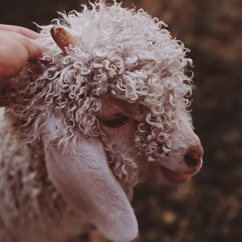  عکس حیوانات وحشی زیبا