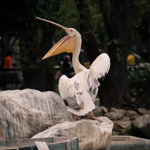  عکس حیوانات وحشی زیبا