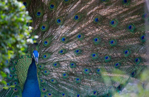  عکس حیوانات وحشی زیبا