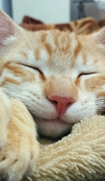  عکس حیوانات اهلی زیبا