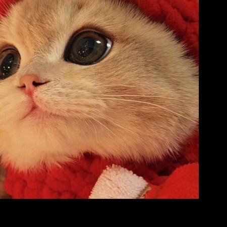  عکس حیوانات اهلی زیبا