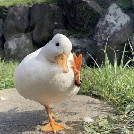  عکس حیوانات اهلی زیبا