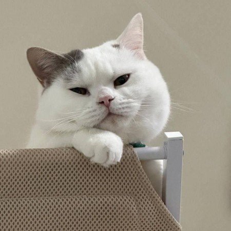  عکس حیوانات اهلی زیبا