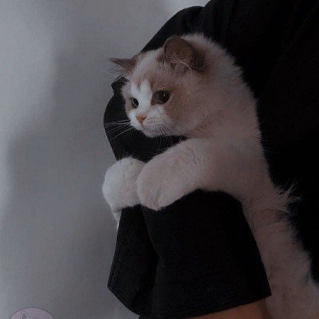  عکس حیوانات اهلی زیبا