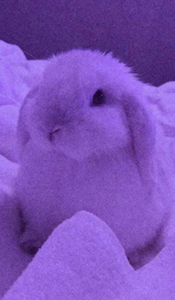  عکس حیوانات اهلی زیبا