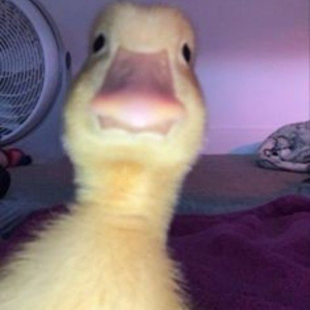  عکس حیوانات بسیار زیبا