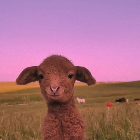  عکس حیوانات بسیار زیبا