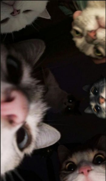  عکس حیوانات بسیار زیبا