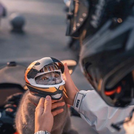  عکس حیوانات بسیار زیبا