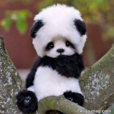  عکس حیوانات بسیار زیبا