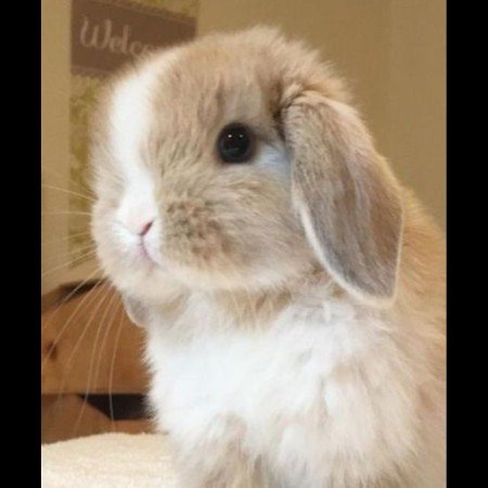  عکس حیوانات بسیار زیبا