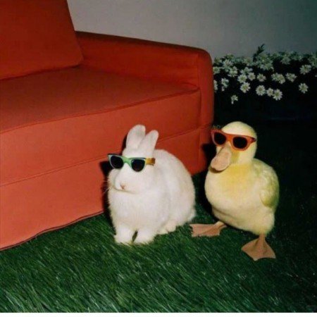  عکس حیوانات بسیار زیبا